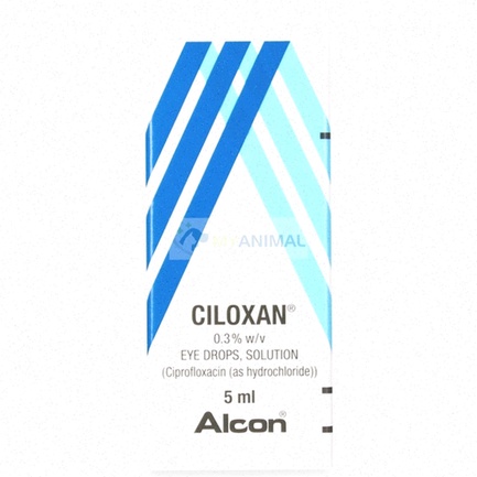 ciloxan collirio