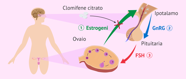 clomifene